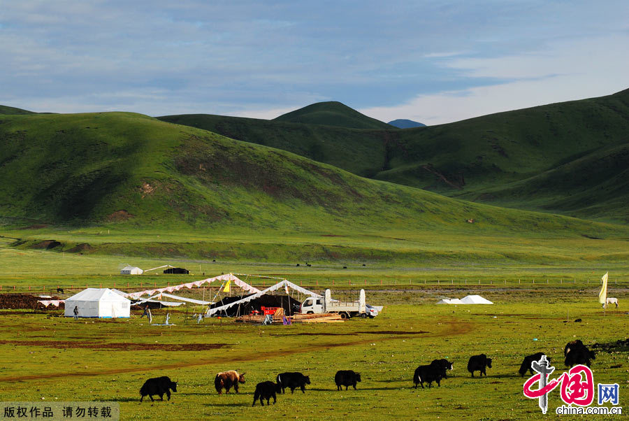 金马草原的八月，蓝天、绿草、牛群、构造出一幅美丽的画卷。中国网图片库 孟勇摄影