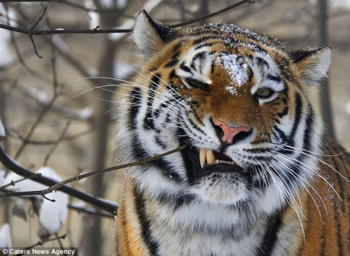 这只老虎正在假借树枝“刷牙”，清理牙缝中的碎肉。