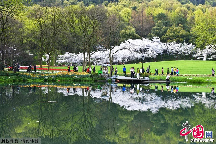 清明時(shí)節(jié)，杭州的太子灣公園生機(jī)盎然，五彩斑讕的花兒爭奇斗艷，宛若人間天堂。中國網(wǎng)圖片庫 鄭躍芳攝影