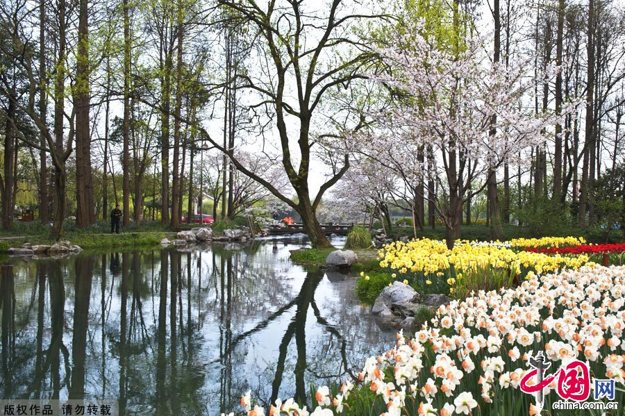 清明時節(jié)，杭州的太子灣公園生機盎然，五彩斑讕的花兒爭奇斗艷，宛若人間天堂。中國網(wǎng)圖片庫 鄭躍芳攝影