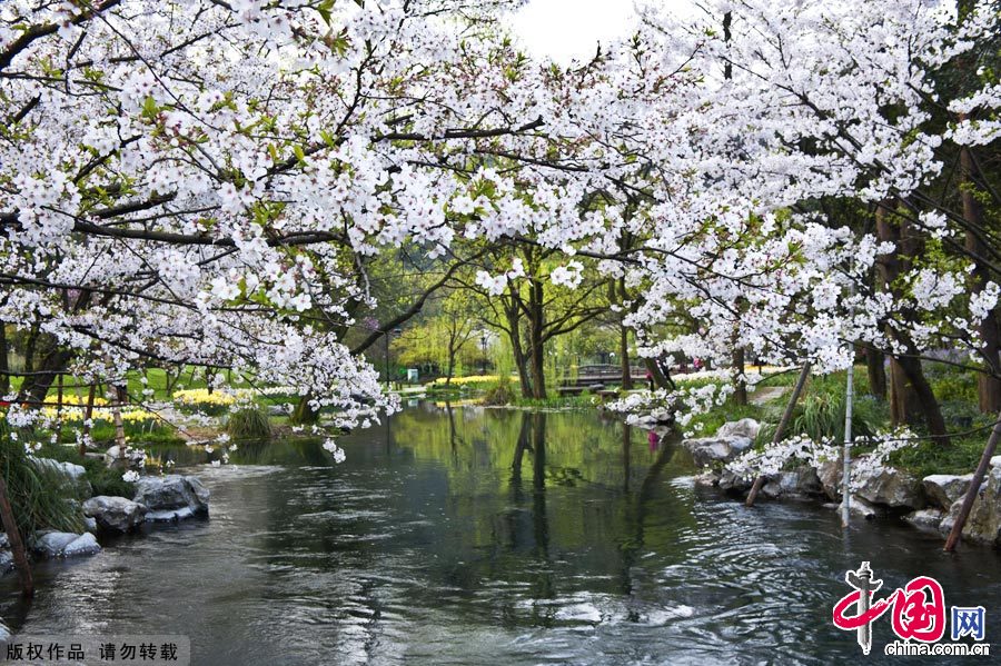 清明時(shí)節(jié)，杭州的太子灣公園生機(jī)盎然，五彩斑讕的花兒爭(zhēng)奇斗艷，宛若人間天堂。中國(guó)網(wǎng)圖片庫(kù) 鄭躍芳攝影