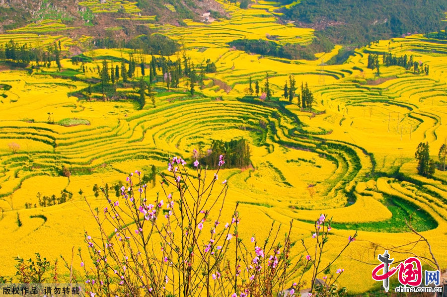 远处的山坡上，开满油菜花的层层梯田，线条优美、奇妙无比。中国网图片库 张旭摄影