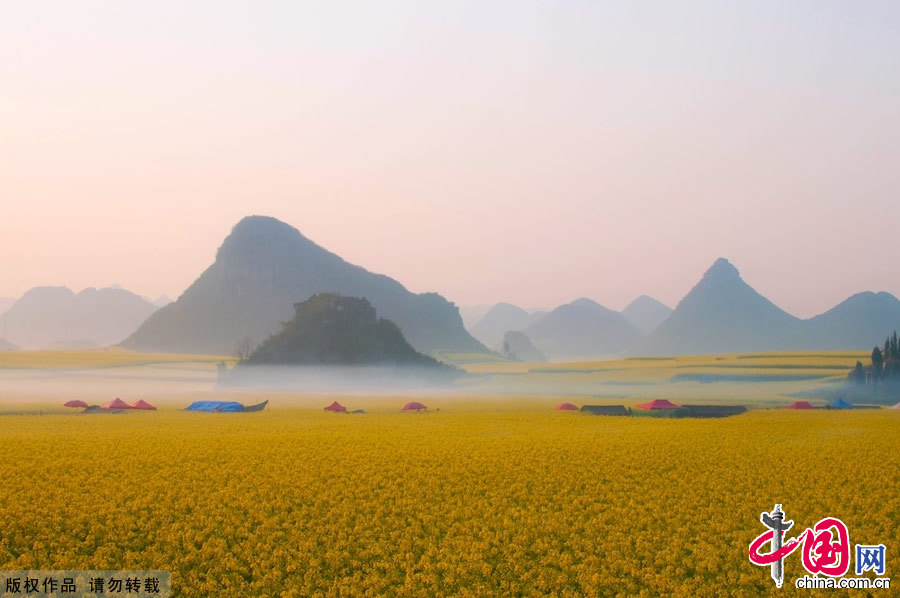 晨雾中，金浪滔滔的罗平花海，宛如人间仙境。中国网图片库 张旭摄影