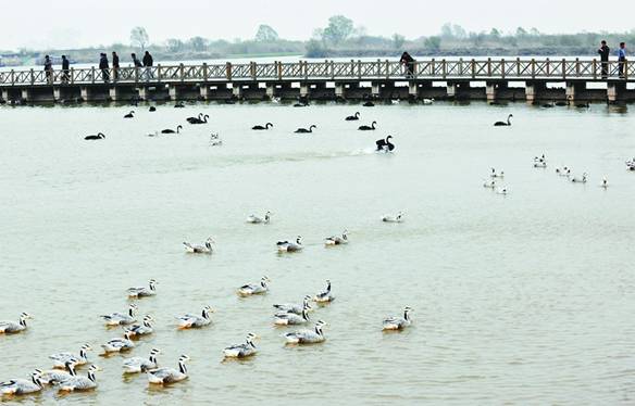 1万羽の珍しい鳥類が黄河河口エコ観光地に棲息