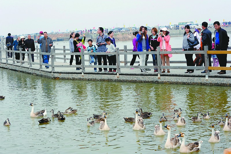 観光客を迎える東営市黄河河口の珍しい鳥類
