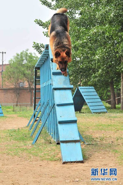 探访神秘的警犬训练基地