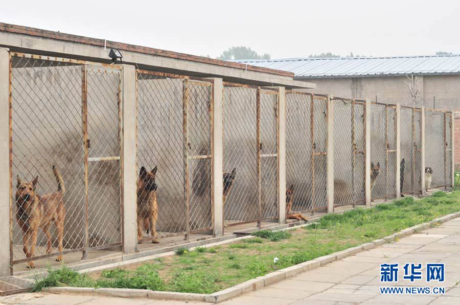 探访神秘的警犬训练基地