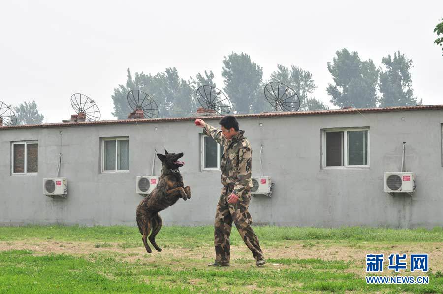 探访神秘的警犬训练基地