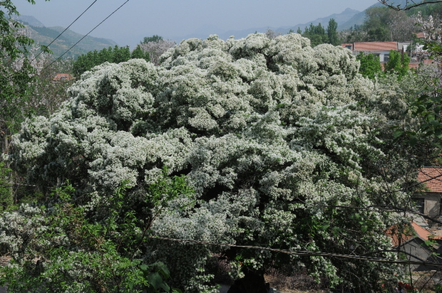 千年の樹齢のあるタッセルの花