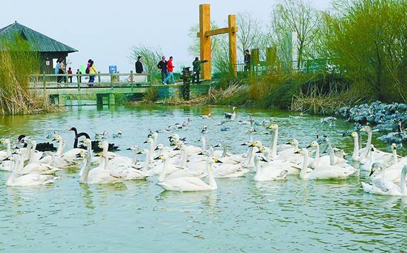 観光客を迎える東営黄河河口エコ観光地の鳥類