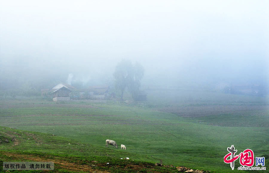 晨雾中民居和吃草的牛儿构成美丽的图画。中国网图片库 于文斌摄影