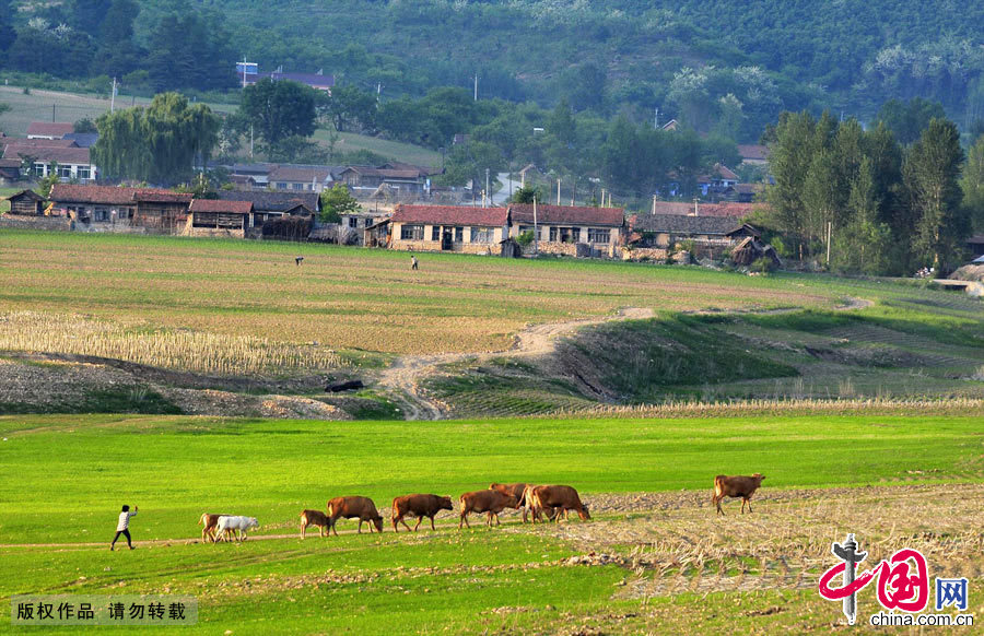 暮归的牛群和远处的村庄构成了一幅美丽的田园风光。中国网图片库 于文斌摄影