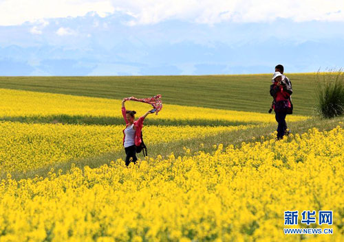 中国新疆で菜の花が満開