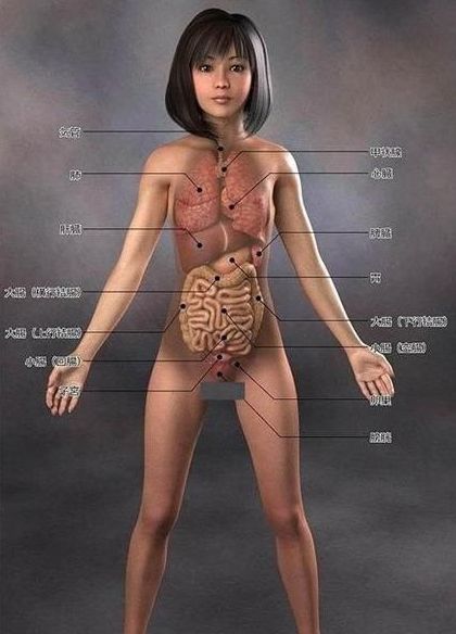 日本人体 日本人体解剖学 下 19版 | 金子 勝治 |本 | 通販 | Amazon
