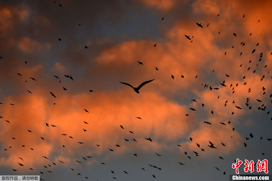 壮観　ローマの空を覆う100万羽規模の鳥の大群