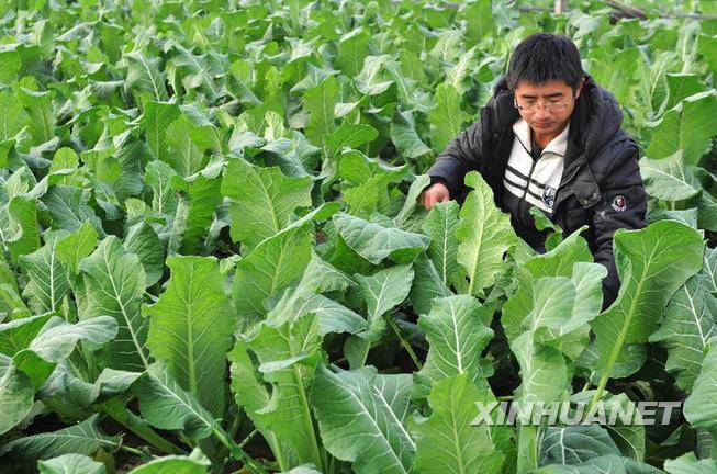 山東省鄒平県出身の大卒が野菜栽培の農民に