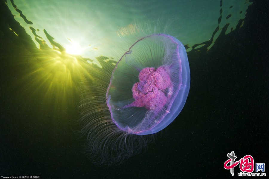 俄罗斯 摄影师 拍摄 冰层 唯美 透明生物 水母 外星来客 