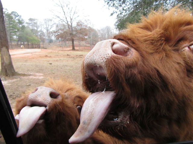 最高の笑いをありがとう！動物大集合