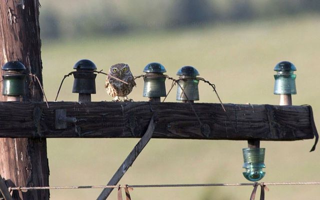 最高の笑いをありがとう！動物大集合