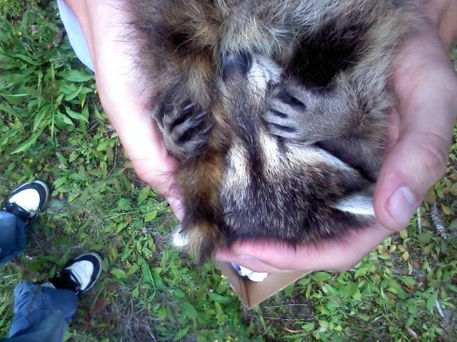 最高の笑いをありがとう！動物大集合