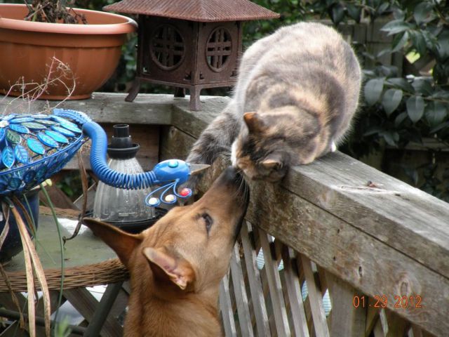 最高の笑いをありがとう！動物大集合