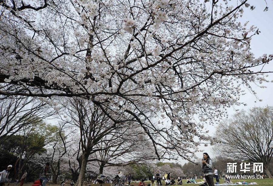 東京気温上昇で、例年より早く桜見頃に