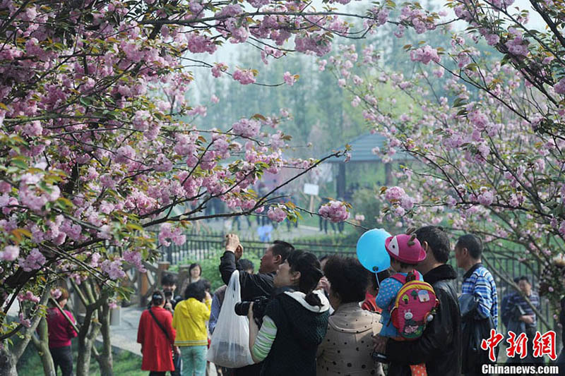 中国西部で最大の桜の風景区