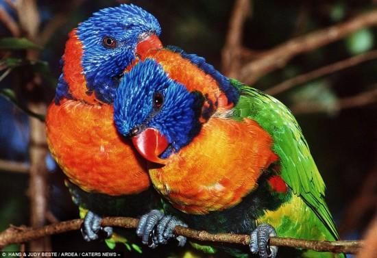世界で体色が最も鮮やかなの動物たち