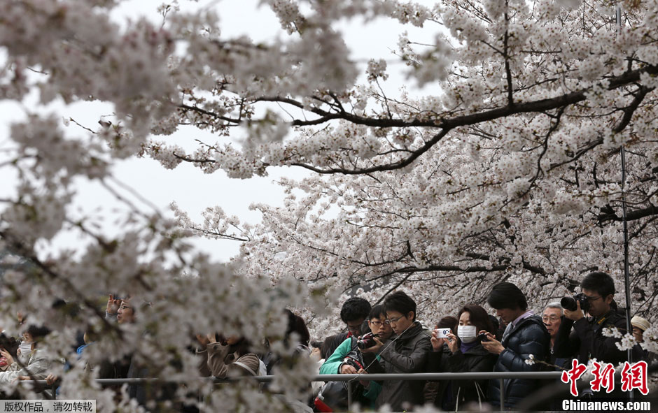 日本东京樱花盛开游人如织