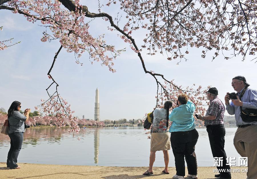 （国际）（3）华盛顿樱花绽放