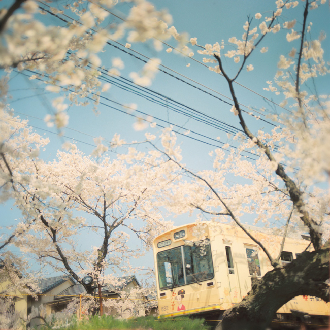 桜特集！桜のある優しい風景に癒される