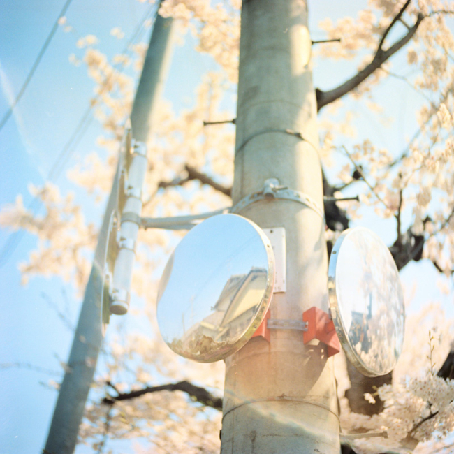 桜特集！桜のある優しい風景に癒される