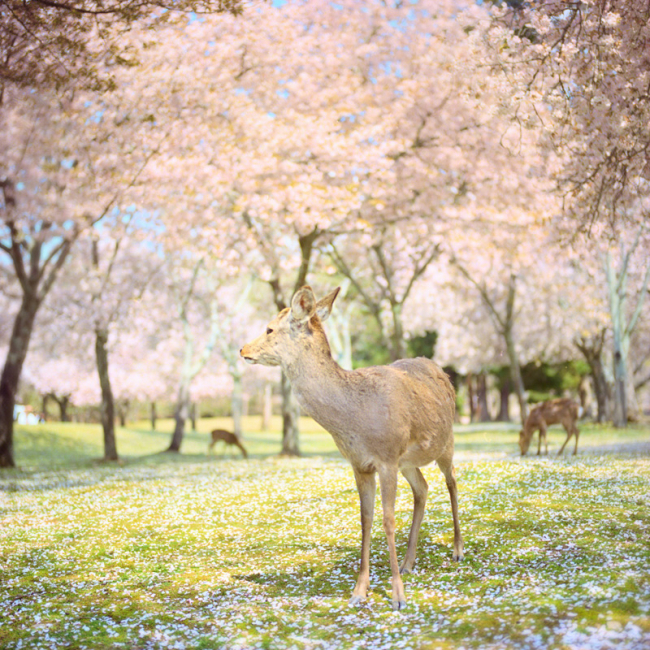 桜特集！桜のある優しい風景に癒される