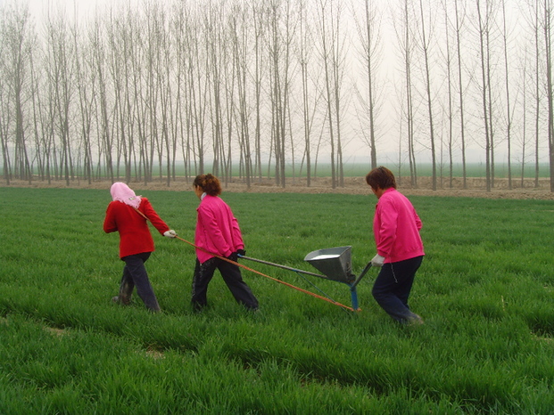 助け合いの形で農作物の管理を行う高青県の女性たち