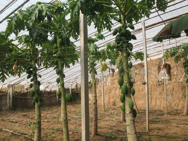 山東省淄博市、熱帯果物の栽培に成功