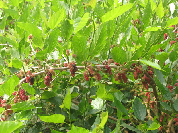山東省淄博市、熱帯果物の栽培に成功