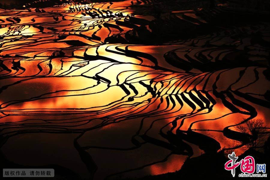 夕阳下的元阳梯田 中国网图片库 高书文摄影