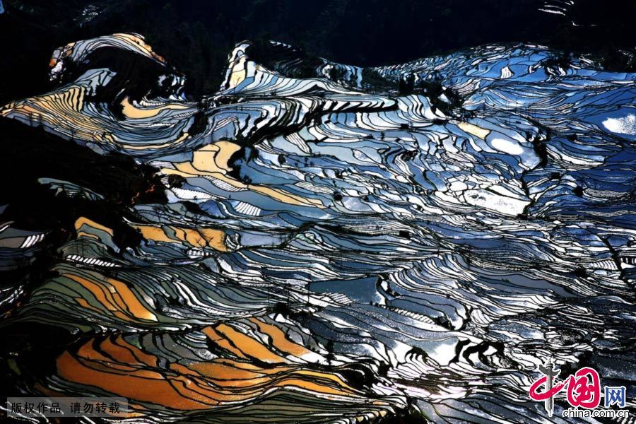 水镜般的元阳梯田 中国网图片库 高书文摄影