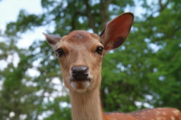 日本の奈良公園の鹿 中国網 日本語
