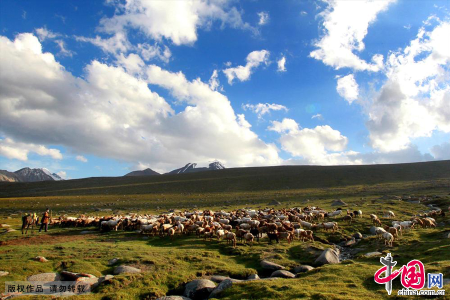 高原草甸上牧民在放牧。　中国网图片库　蔡增乐　摄影