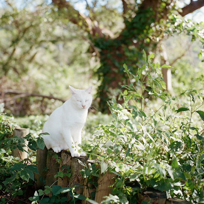 日系摄影：阳光下的慵懒 猫的“白富美”生活