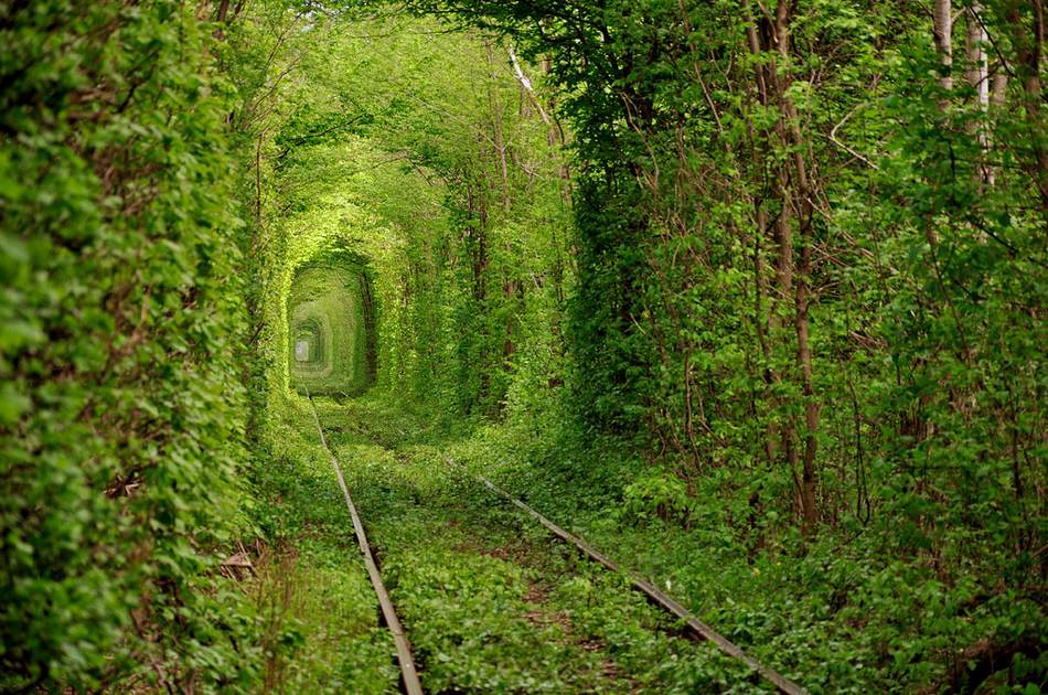 森に囲まれた別天地　世界の美しい木のトンネル10カ所