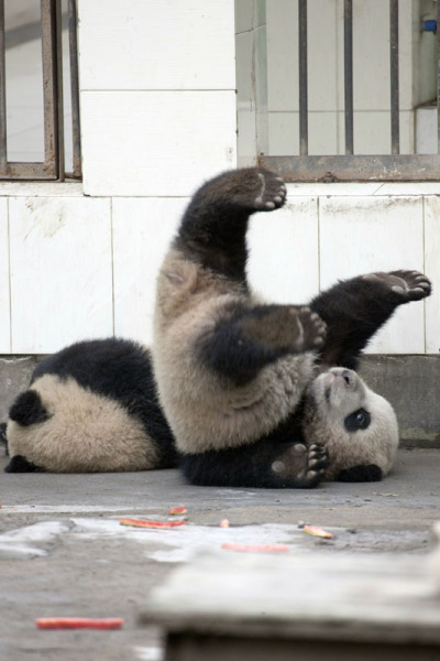 可愛すぎる　太りすぎでパンダ基地からの脱走に失敗した成都のパンダ