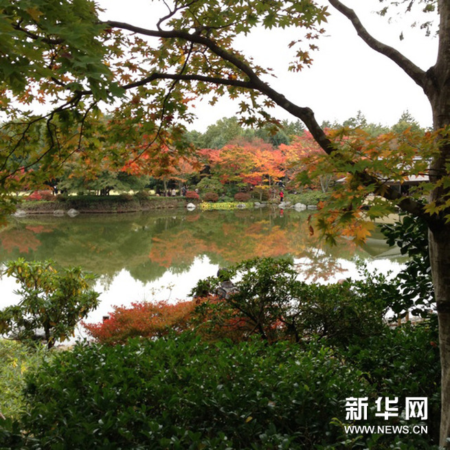 【独家】图说：日本的秋天是什么颜色？