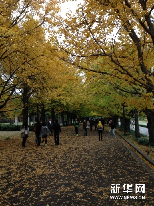 【独家】图说：日本的秋天是什么颜色？