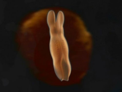 震撼！揭秘人类胚胎形成全过程