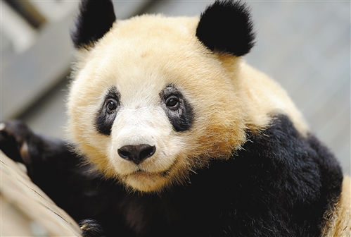 杭州動物園のパンダ 目のクマ が白くなる 写真集 中国網 日本語