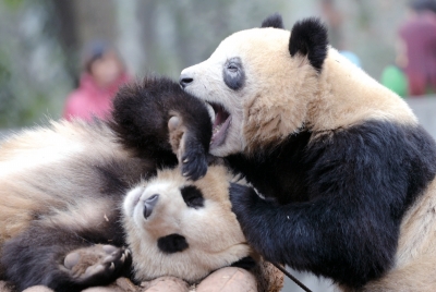 杭州动物园大熊猫“黑眼圈”变白