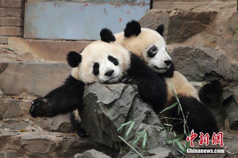 杭州動物園大熊貓“黑眼圈”變白