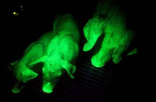 暗闇で光る「夜光豚」、中国で育成に成功